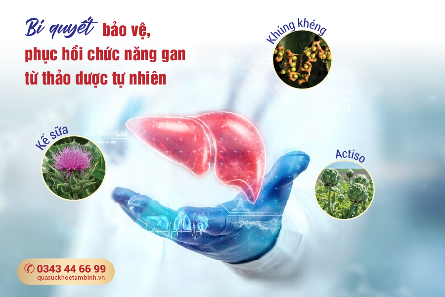 bảo vệ, tăng cường chức năng gan