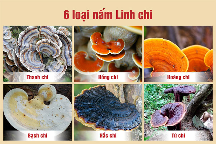 Phân loại nấm Linh chi