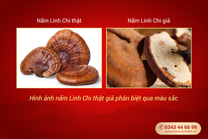 Cách phân biệt nấm Linh chi thật giả qua màu sắc