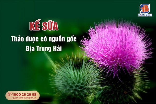 Kế sữa loại thảo dược có nguồn gốc Địa Trung Hải