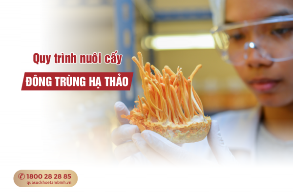 quy trình nuôi cấy đông trùng hạ thảo